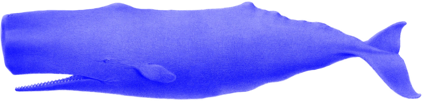 A whale